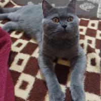 اسکاتیش نر آماده جفت گیری|گربه|مشهد, قائم|دیوار