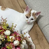 گربه گمشده نر|حیوانات|سقز, |دیوار