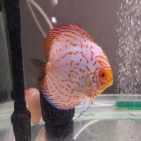 ۶ عدد دیسکس|ماهی|مشهد, شهید رضوی|دیوار