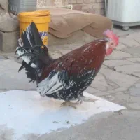 مرغ و خروس محلی