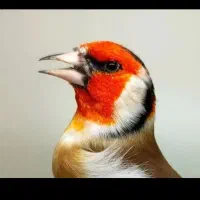 همه نو نوار برای دهن دار کردن جوجه