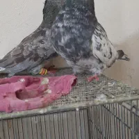 کبوتر|پرنده|فولادشهر, مسکن مهر فولادشهر|دیوار