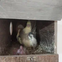 دو جفت عروس هلندی مولد