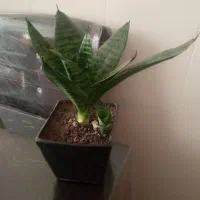 گل آپارتمانی|گل و گیاه طبیعی|کرمانشاه, |دیوار