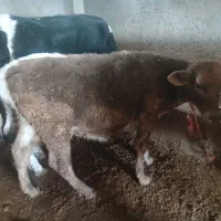 بره نره داشتی