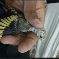 سهره نر نشون دار معاوضه با صرب یا کله ای