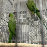 انواع پرنده دستی و مولد و سرلاکی درجه یک|پرنده|بیرجند, |دیوار