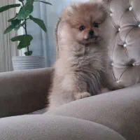 سگ پامر|سگ|تبریز, |دیوار