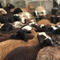 گوسفند زنده شاهین ویلا گلشهر باغستان گوهردشت|حیوانات مزرعه|کرج, شاهین‌ویلا|دیوار