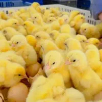 جوجه گوشتی  راس صادراتی|حیوانات مزرعه|کرج, کمال‌شهر|دیوار