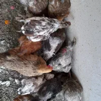 مرغ امپراطور|حیوانات مزرعه|اصفهان, سرچشمه|دیوار