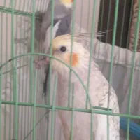 عروس هلندی مولد دستی|پرنده|محلات, |دیوار