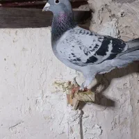 کبوتر صید کرمانی کله زرد|پرنده|مشهد, ابوذر|دیوار