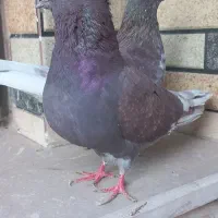 تهرونی گرو بند ساعت سنگین|پرنده|خمینی‌شهر, |دیوار