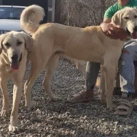 سگ پژدرنروماده