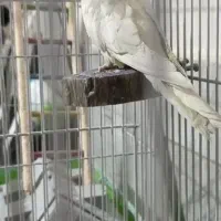 در صورت پیدا کردن عروس هلندی زنگ بزنید