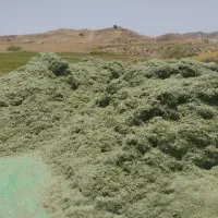 فروش 25تن یونجه خرمن شده