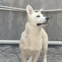 هاسکی پاکوتاه|سگ|دورود, |دیوار