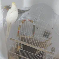 جفت عروس هلندی مولد|پرنده|بانه, |دیوار