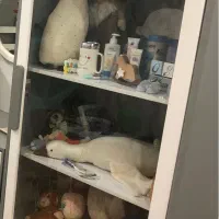 سرویس خواب کودک|تخت و سرویس خواب|بجنورد, |دیوار