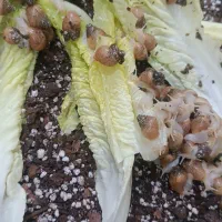 حلزون آلبینو (بچه)در سه سایز  قیمت توافقی