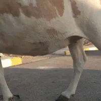 گاو استرالیایی (اسرائیلی) ماده|حیوانات مزرعه|میناب, |دیوار