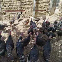 بوقلمون محلی|حیوانات مزرعه|قیدار, |دیوار