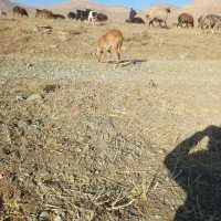 سلام واگذاری دوتا تول تازی|سگ|کمیجان, |دیوار