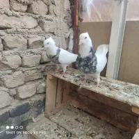 کبوتر طوقی|پرنده|محمدشهر, کوی بهار|دیوار