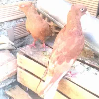 کفشناکاصلی|کیف، کفش، کمربند|ایذه, |دیوار