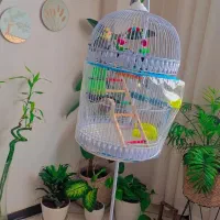 عروس هلندی نژاد سیامون