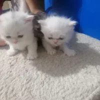 گربه پرشین|گربه|کرمانشاه, |دیوار