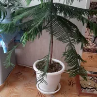 گل طبیعی مطبق