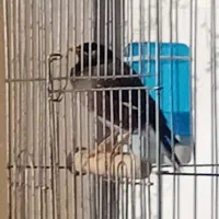 مرغ مینا ۱ ساله سخنگو جوجه پارساله