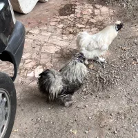 خروس ابریشمی|حیوانات مزرعه|رشت, دیانتی|دیوار