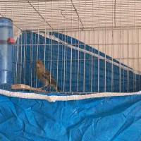 قناری سبز|پرنده|خمینی‌شهر, |دیوار