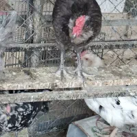 مرغ و خروس گلین توتک جوان دم تخم  و کبوترپلاکی