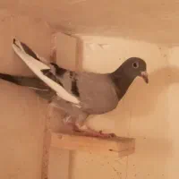 کفتر صید|پرنده|مشهد, محمدآباد|دیوار
