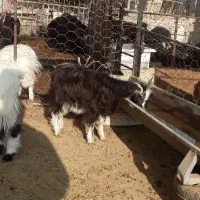 بزغاله|حیوانات مزرعه|ورامین, ورامین|دیوار