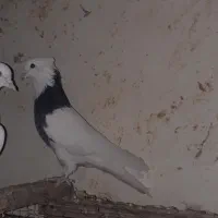 چهار عددجوجه  کبوتر توقی