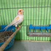 قناری موزاییکی و فر