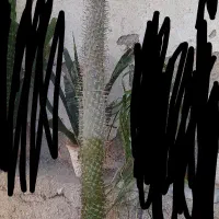 نخل ماداگاسکار