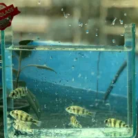 ماهی سیچلاید آفریقایی|ماهی|تهران, جوادیه تهرانپارس|دیوار