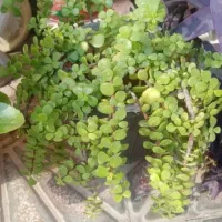 تعدادی گل باقیمت مناسب بفروش میرسد|گل و گیاه طبیعی|داراب, |دیوار