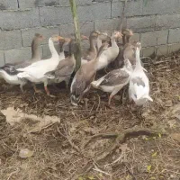 غاز محلی ۱۴ عدد|حیوانات مزرعه|رشت, لاکان شهر|دیوار