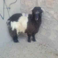 کوه نر گله داری