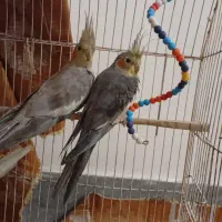 عروس هلندی