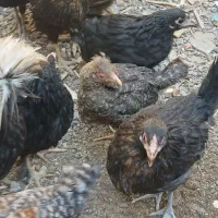 نوچه مرغوخروس|حیوانات مزرعه|قم, بلوار امین و ساحلی|دیوار