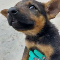 واگذاری سگ|سگ|کرمانشاه, |دیوار