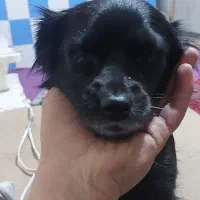 اشپیتزماده۲ساله|سگ|شهریار, کهنز|دیوار